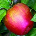 Apple, 'Honeycrisp'