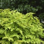 Aralia, 'Sun King'