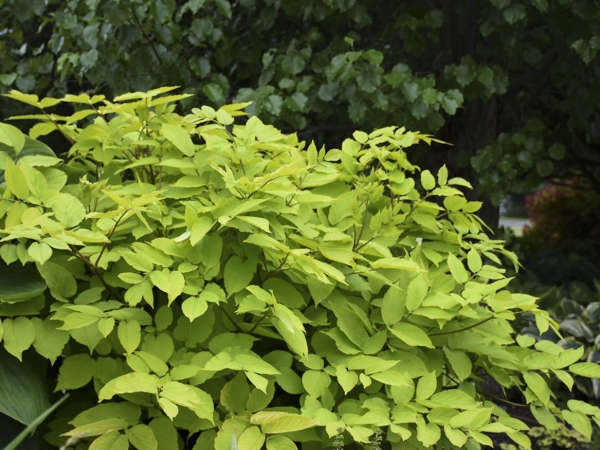 Aralia, ‘Sun King’