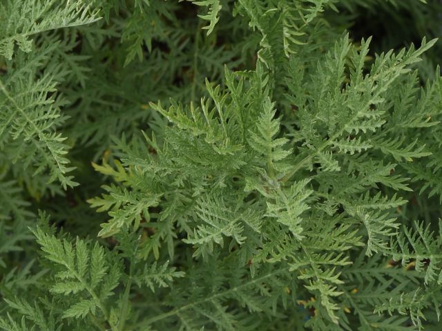 Artemesia, 'SunFern Arcadia'