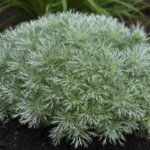 Artemisia, 'Silver Mound'