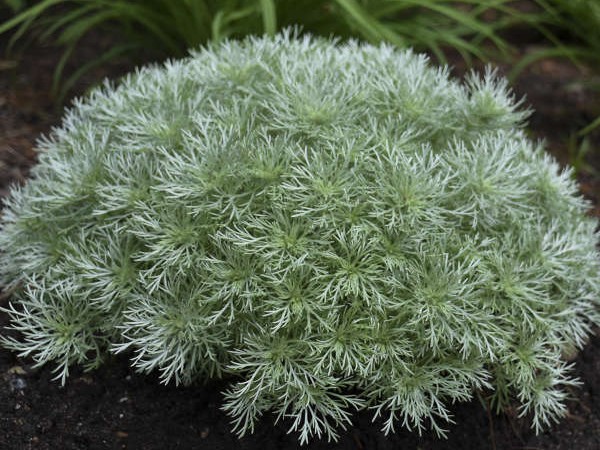 Artemisia, ‘Silver Mound’