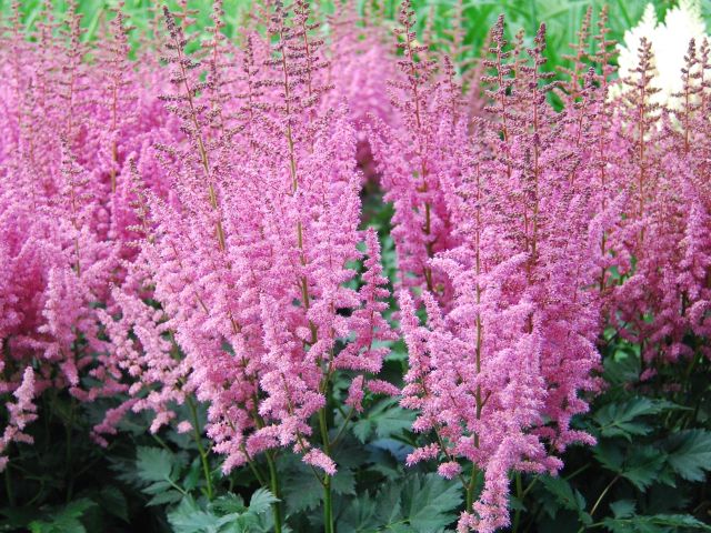 Astilbe, 'Vision in Pink'