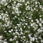 Creeping Baby's Breath, 'Alba'