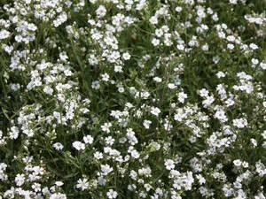 Creeping Baby’s Breath, ‘Alba’