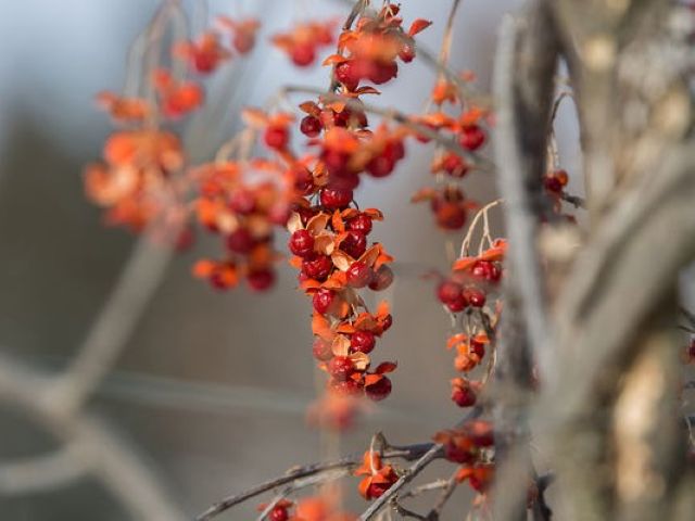 Bittersweet, Autumn Revolution