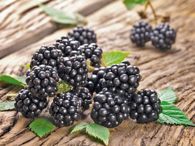 Blackberry, ‘Chester’