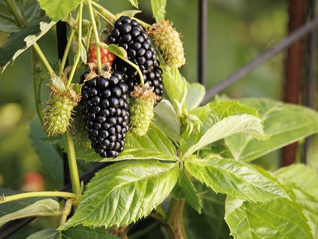 Blackberry, ‘Superlicious’
