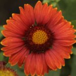 Blanket Flower, 'Arizona Red Shades'