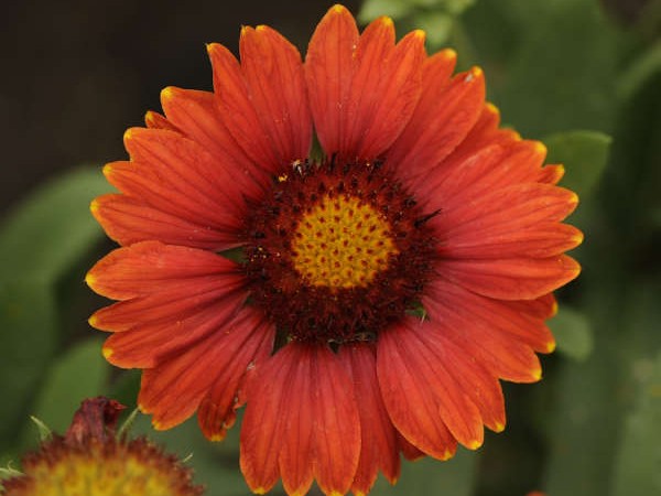 Blanket Flower, ‘Arizona Red Shades’