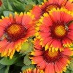 Blanket Flower, 'Arizona Sun'