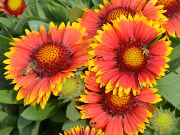 Blanket Flower, ‘Arizona Sun’