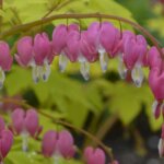 Bleeding Heart, 'Gold Heart'