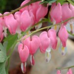 Bleeding Heart, 'Old Fashioned'