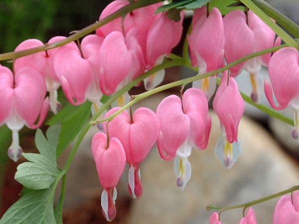 Bleeding Heart, ‘Old Fashioned’