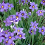 Blue-Eyed Grass, 'Lucerne'