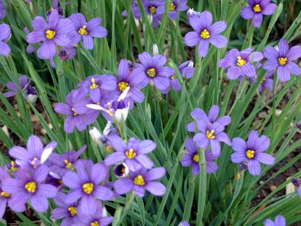Blue-Eyed Grass, ‘Lucerne’