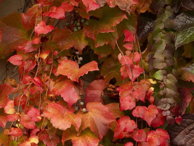 Boston Ivy