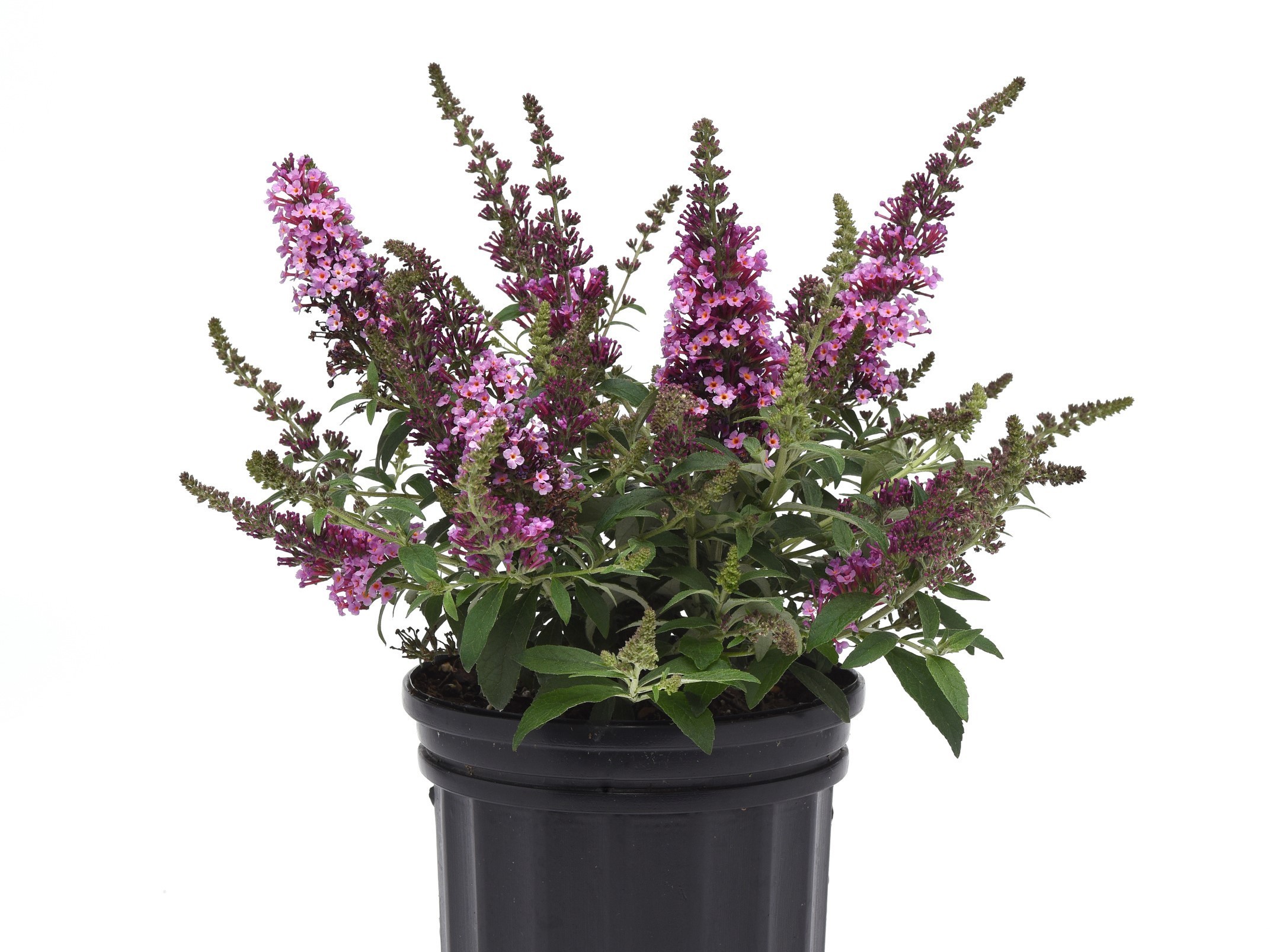 Butterflybush, 'Chrysalis Pink'