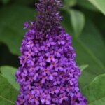 Butterflybush, 'Chrysalis Purple'