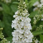 Butteflybush, 'Chrysalis White'