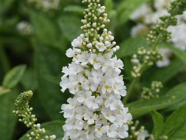 Butteflybush, ‘Chrysalis White’