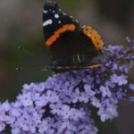 Butterflybush, 'Glass Slippers'