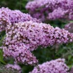 Butterflybush, 'Pink Cascade II'