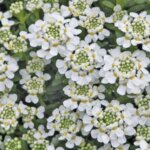 Candytuft, 'Snowflake'