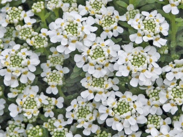 Candytuft, ‘Snowflake’