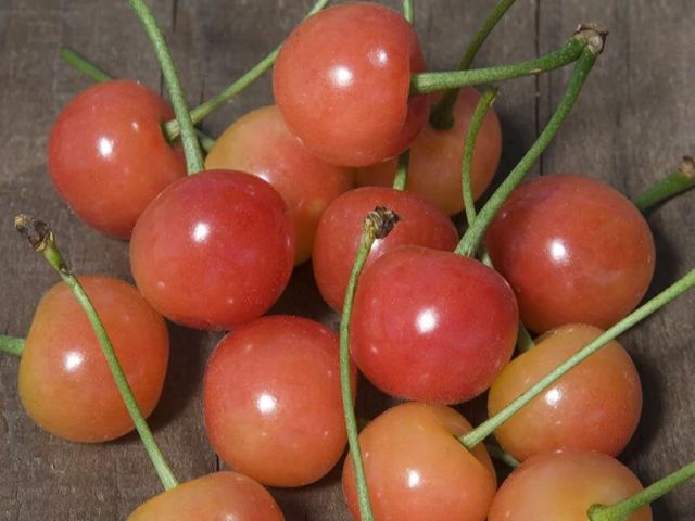 Semi-Dwarf Cherry, ‘Montmorency’