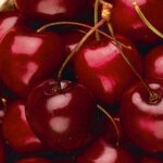 Semi-Dwarf Cherry, 'Stella'