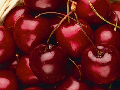 Semi-Dwarf Cherry, ‘Stella’