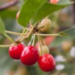 Semi-Dwarf Cherry, 'Sweet Cherry Pie'