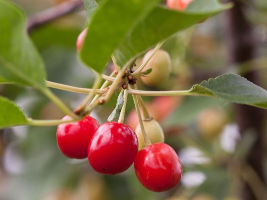 Semi-Dwarf Cherry, ‘Sweet Cherry Pie’