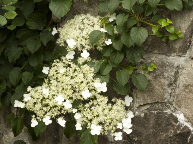 Climbing Hydrangea
