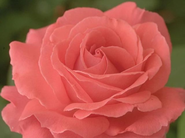 Climbing Rose, 'America'
