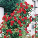 Climbing Rose, 'Blaze Improved'