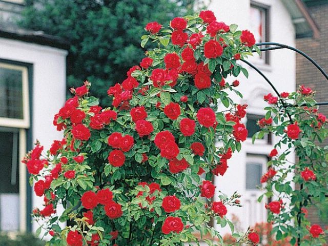 Climbing Rose, ‘Blaze Improved’