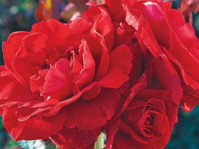 Climbing Rose, ‘Don Juan’