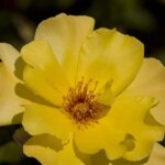 Climbing Rose, 'Golden Showers'