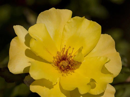 Climbing Rose, ‘Golden Showers’