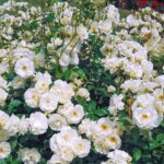Climbing Rose, 'Iceberg'