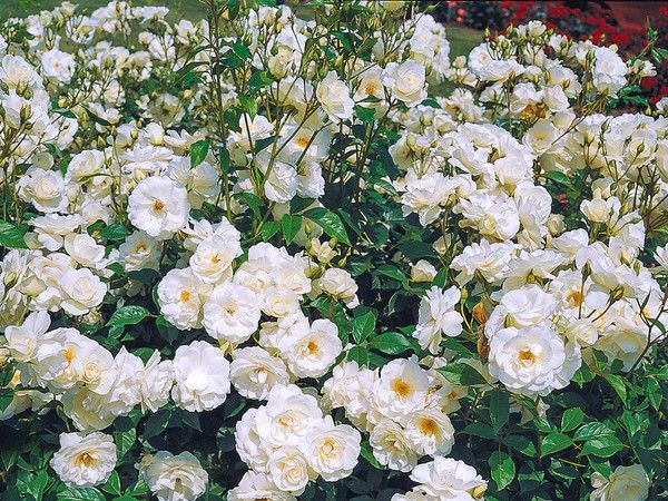 Climbing Rose, ‘Iceberg’