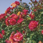 Climbing Rose, 'Joseph's Coat'