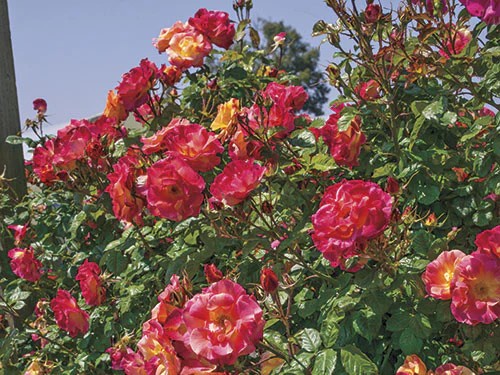 Image for Climbing Rose, 'Joseph's Coat'