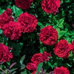 Climbing Rose, 'Lady in Red'