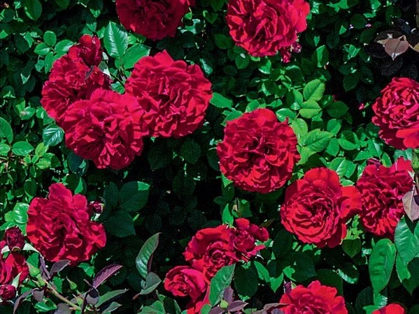 Climbing Rose, ‘Lady in Red’