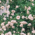 Climbing Rose, 'New Dawn'