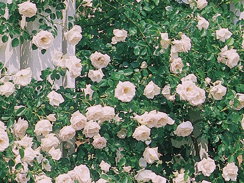 Climbing Rose, ‘New Dawn’